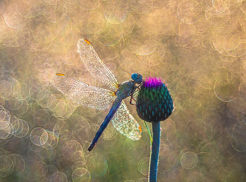 dragon fly_bogancs