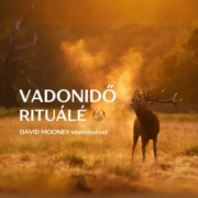 szarvas hajnali páraködben